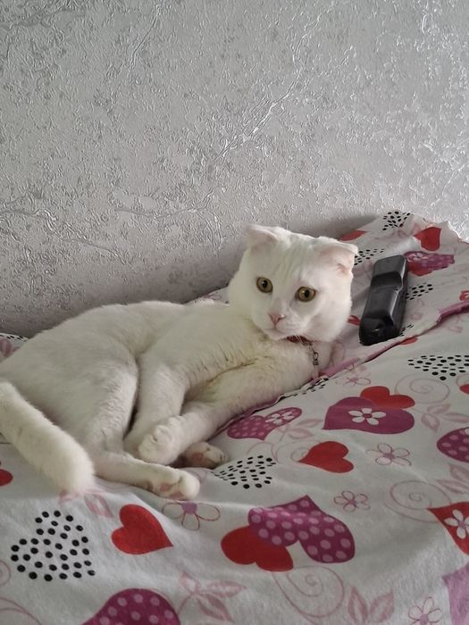 Вязка Кот опытный Симба