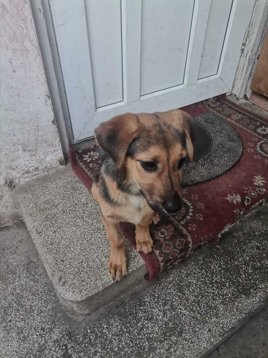Ofer spre adopție un cățel