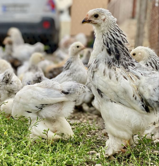 Pui de Brahma rasă pură de vânzare!