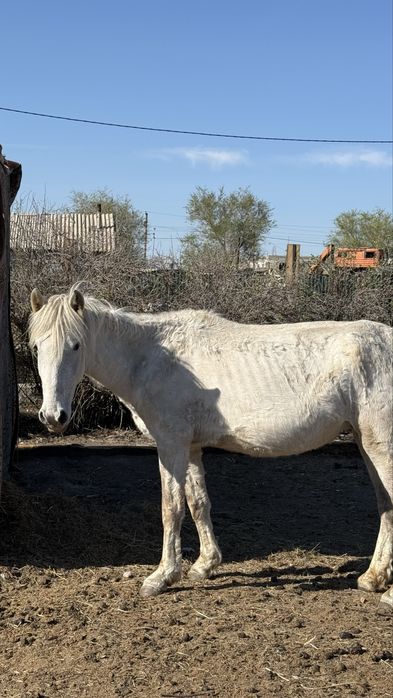 Буаз бие мен тай