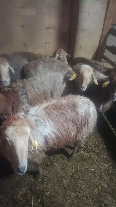 Қосылып қойлар сатылады