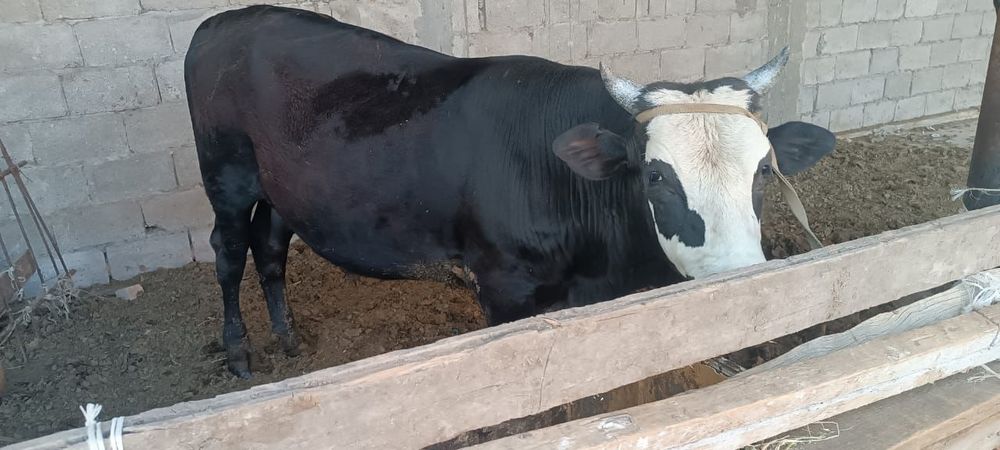 Жылкы, құнан, қошқар, өгізше сатылады