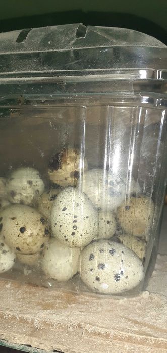 Prepelițe pui de prepeliță ouă