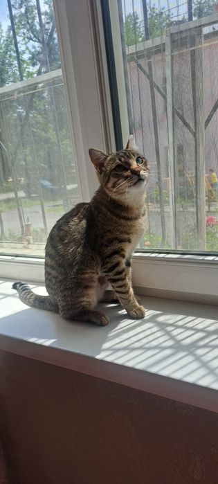 Кошечка подросток