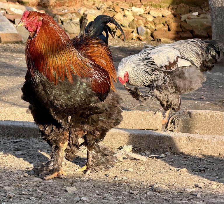 Млади петли брама