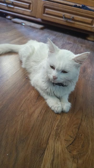 Котята 1.5 месяца бесплатно