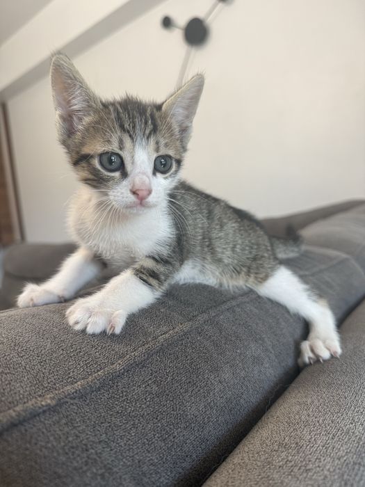 Pui de pisică spre adopție