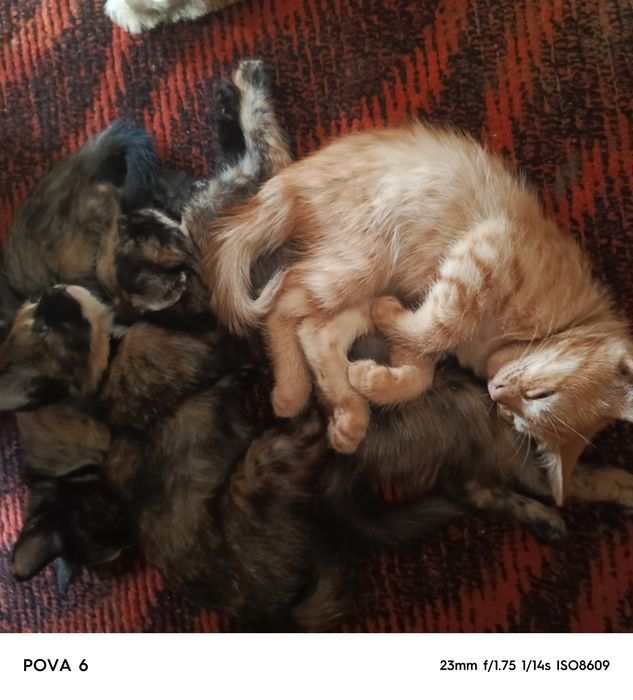 Пышыклар бесплатный бериледи