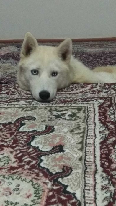 Сибирский хаски йуколди