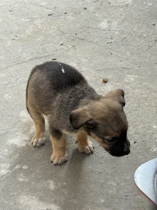 Щенки дворняжки 5 шт