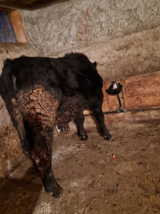 Tăurasi de vânzare