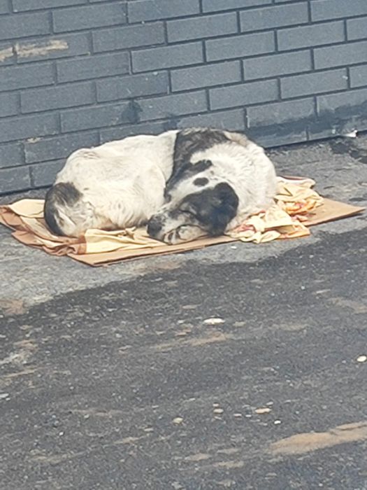 Найдена собака район Аксай-2