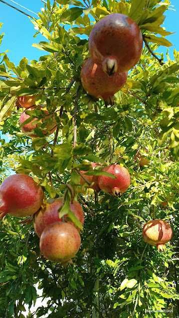 Rodiu de plantat în grădină