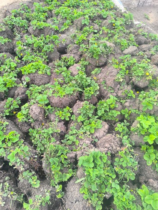 Клубника рассада