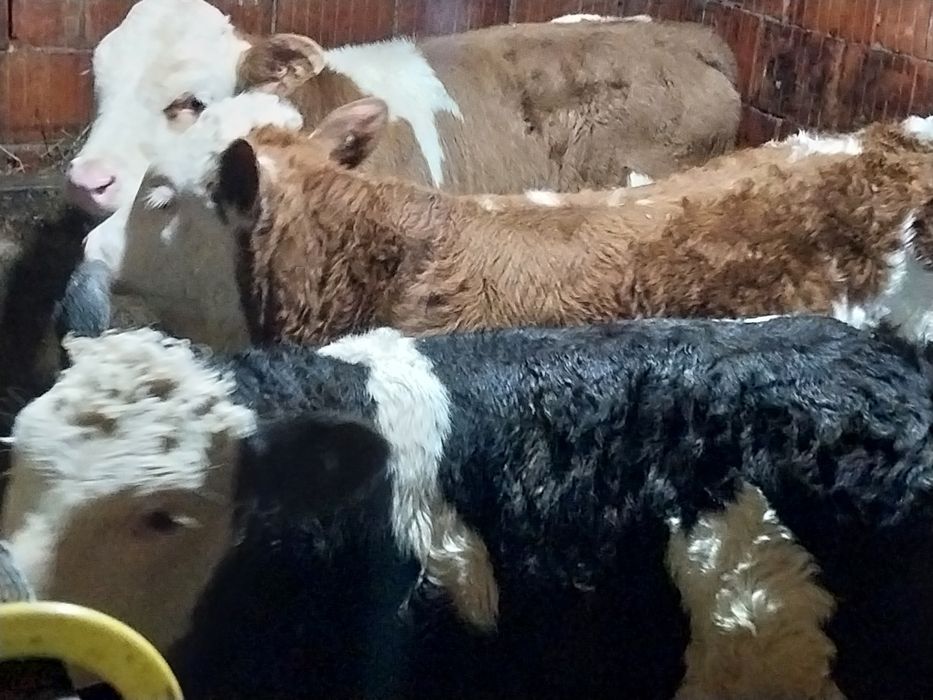 Vând vitei belga și baltat