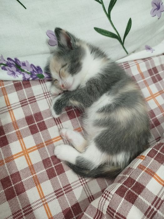 Котенка Отдам даром