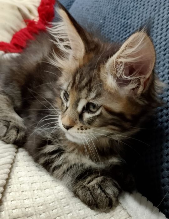 Продам котят Мейн кун девочки