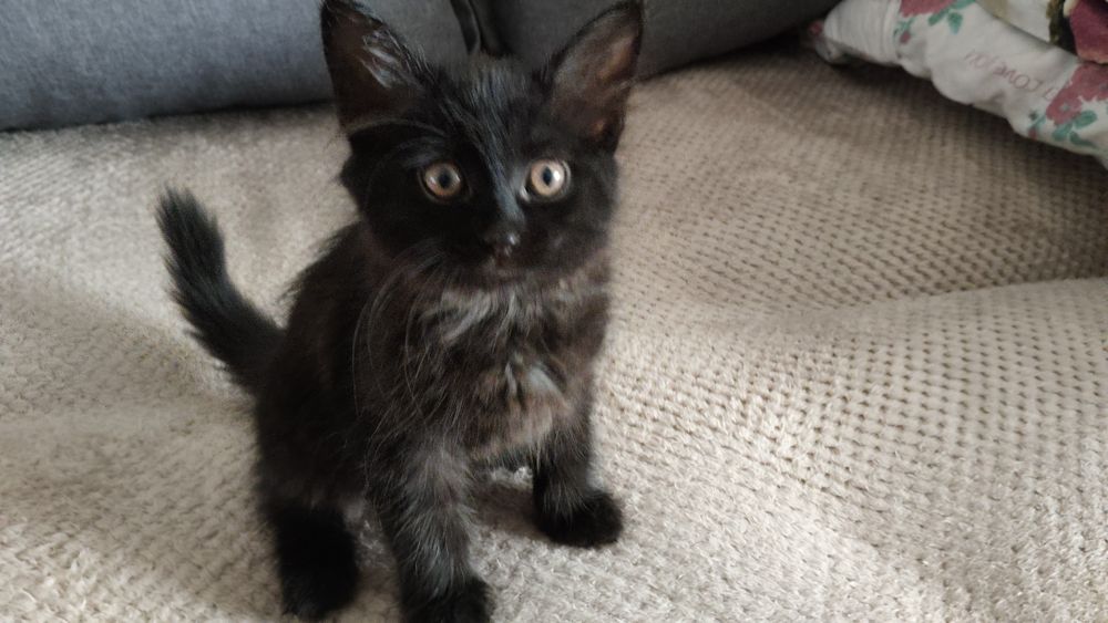 Котенок, девочка