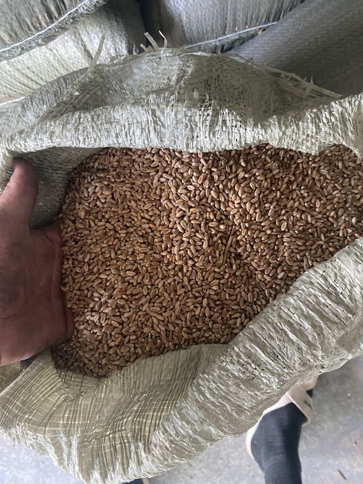 Зерно отходы отруби продам