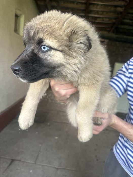 Отдам щенков в хорошие руки