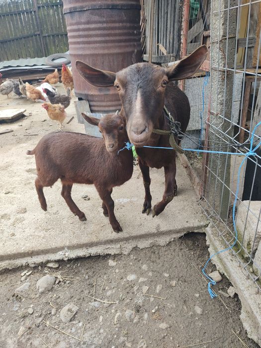 Vând ieduță murciană