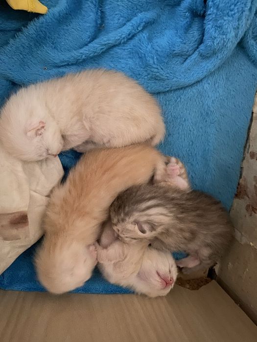 Котятки породистые