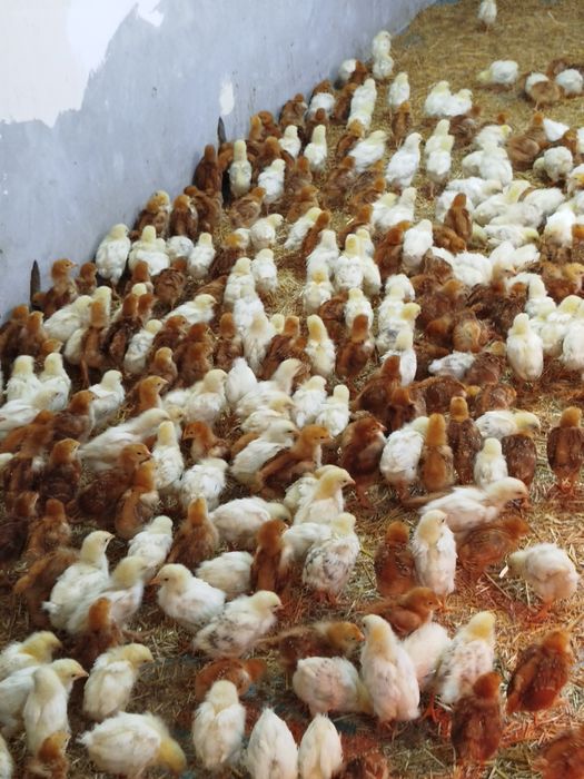 24-kunlik chexiyani dominant joʻjalari sotiladi