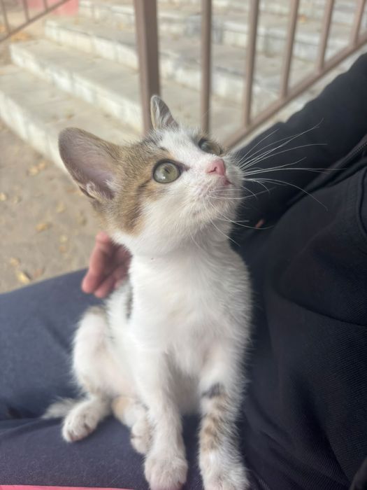 Котёнок в добрые руки.
