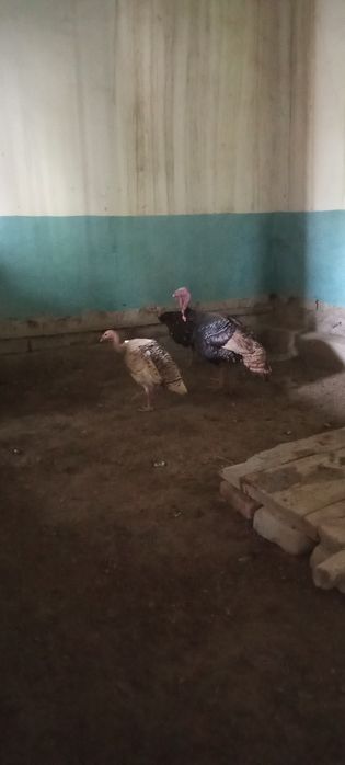 Oylaviy kurkalar sotiladi 2 yilli kurkala