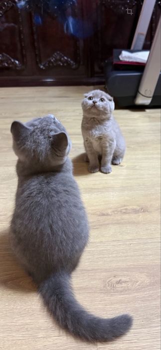 Продаются котята британацы фолд и страйт