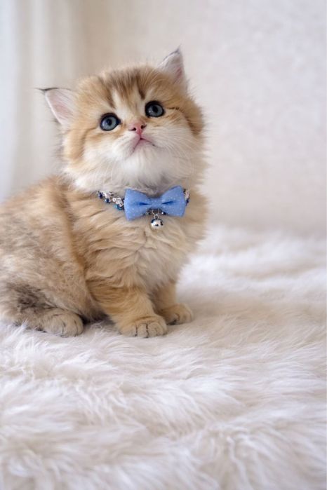 Продаются породистые котята шиншилла