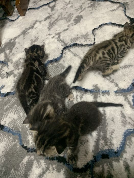 Toza zotli bengalskiy mushuk bolalari sotiladi