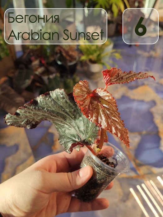 Бегония аравийский закат (Arabian Sunset)