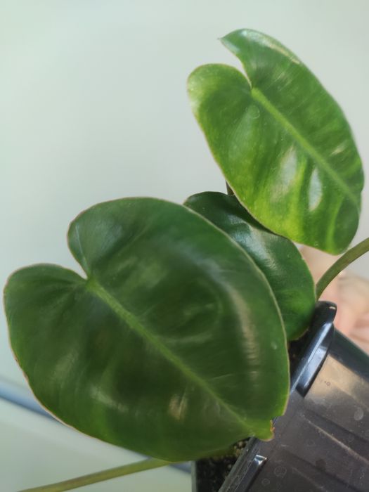 Филодендрон Бурле Макс