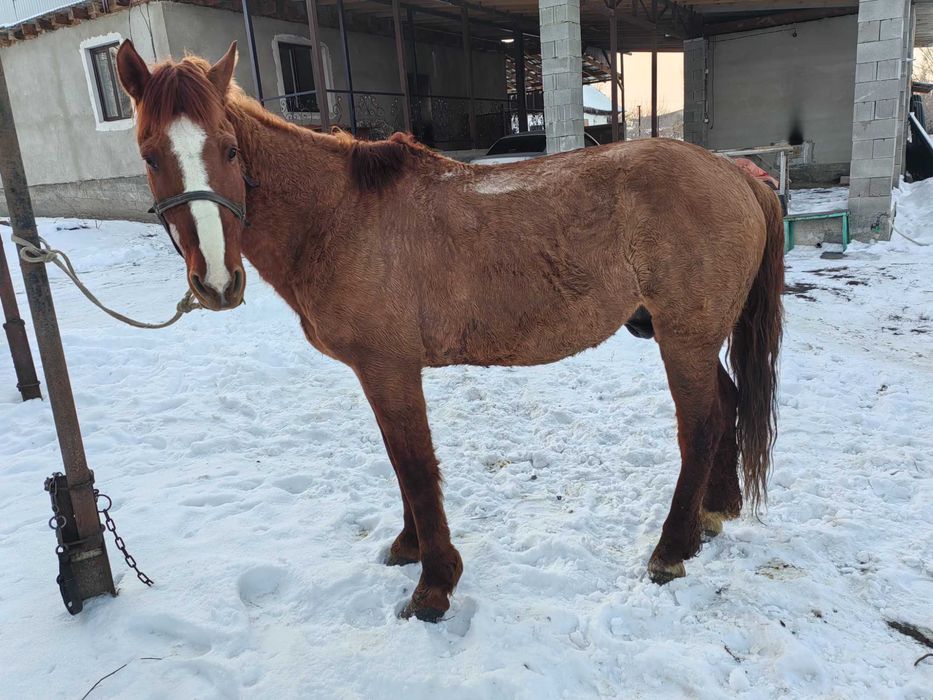 Продам лошадь Про