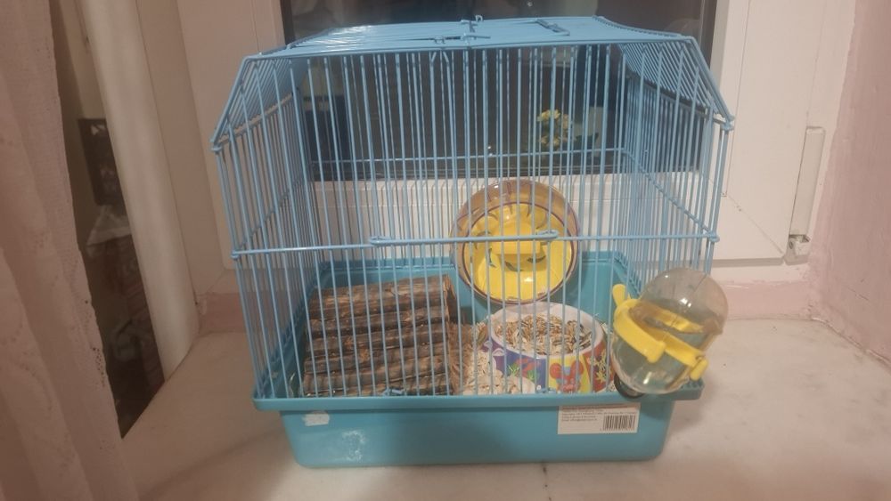 Hamster pitic  de cateva luni