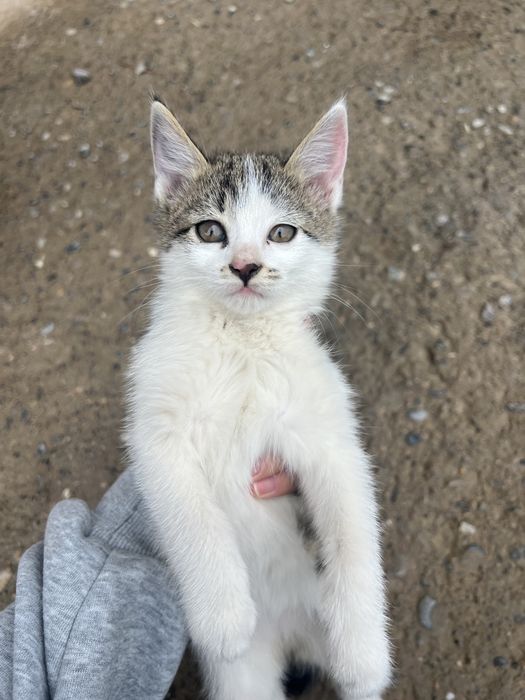 Хорошие котята в хорошие руки.