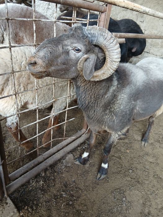 Qo'chqorlar sotiladi. Suyib ham beriladi. Navoiy