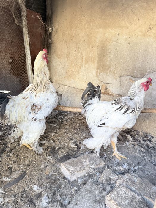Brama xorozlari sotiladi.