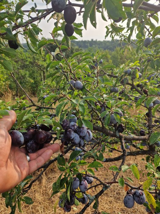 Prune     1,35 lei/kg