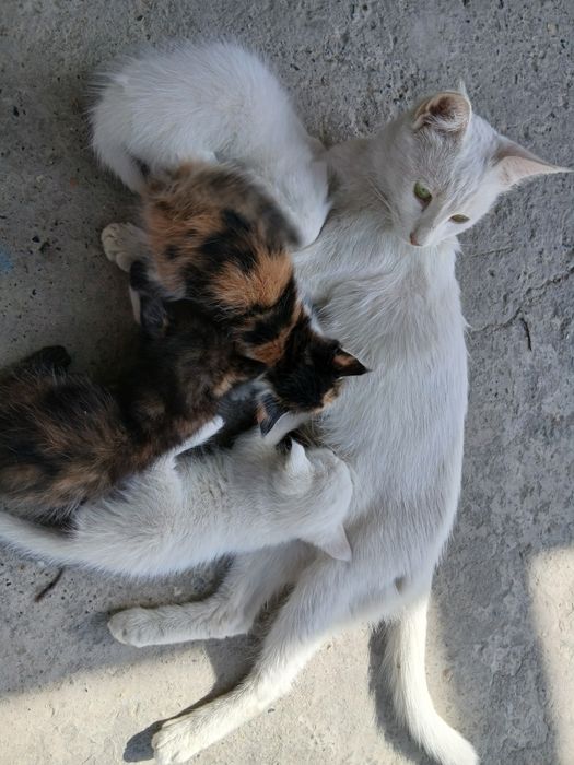 Khao Manee mushugi mehribon qoʻllarga beriladi