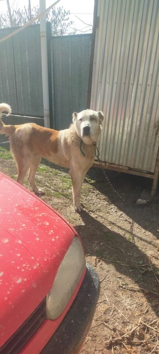 Продам мощного кобеля алабая