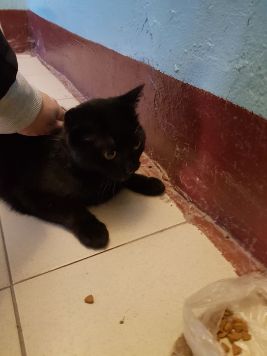 Отдам кошку в добрые руки