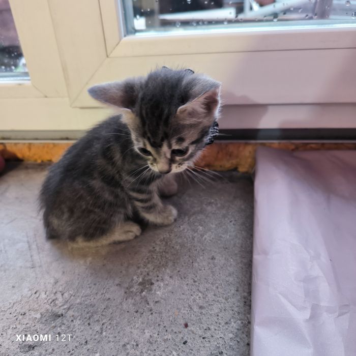 Котенок голубой бенгал