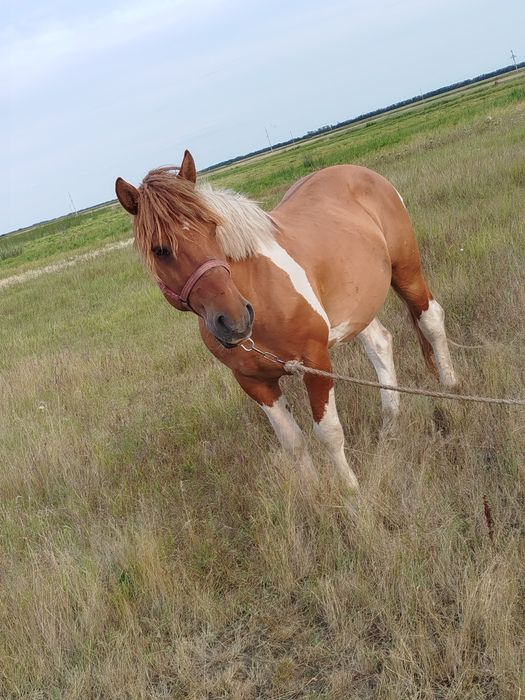 Продам жеребца полу тяг