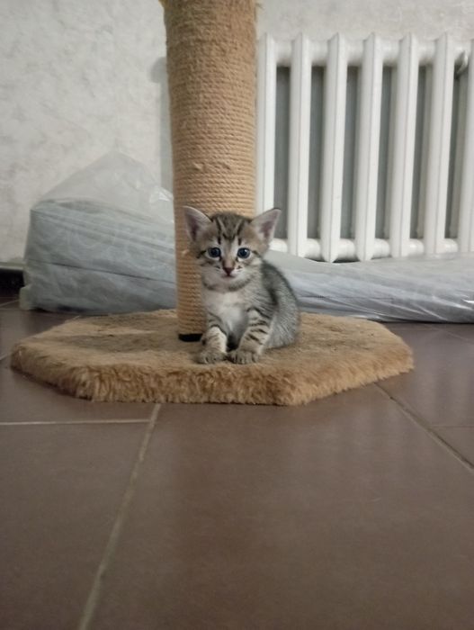 Отдам в хорошие руки