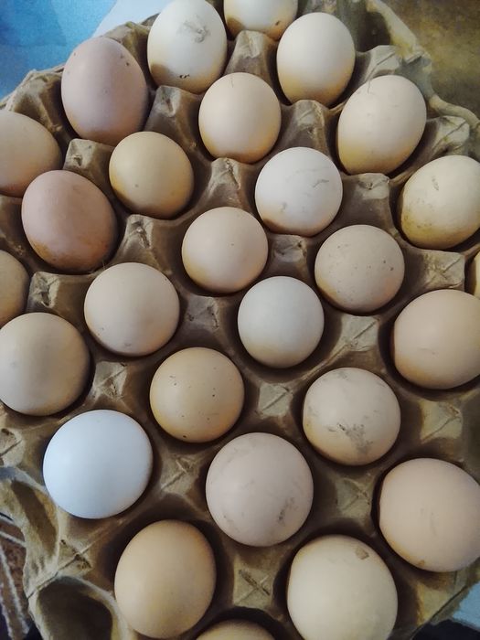 Инкубационные яйца