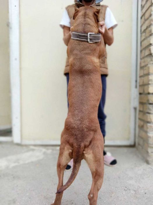 Питбуль Красный нос