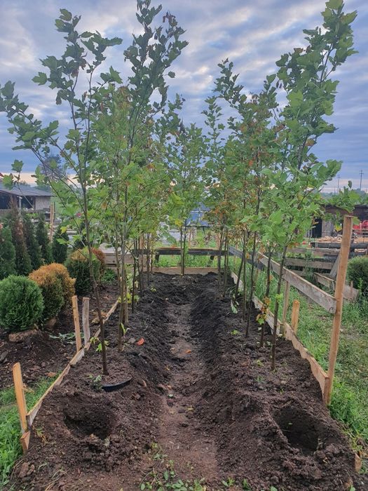 Platan  palmier tuia mesteacăn tei