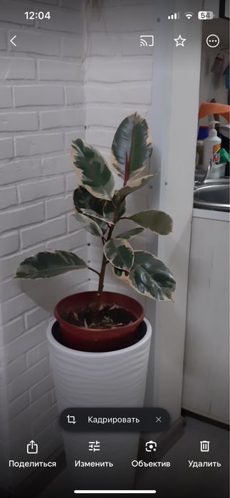 Комнатные цветы